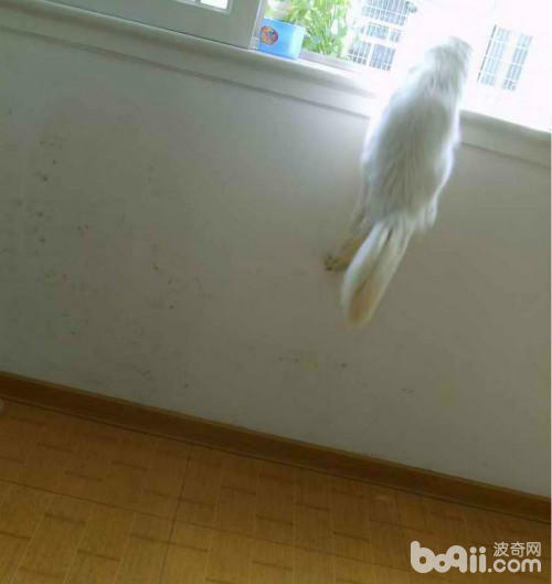 主人记录下17岁老猫的时光 看到一半我就已经是泪人了-图片4