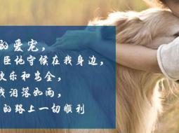 为什么宠物火化公司说不要随意丢弃宠物尸体