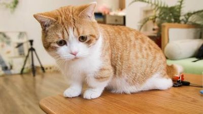 猫咪变老的10个信号